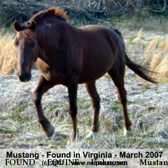 FOUND EQUINE Unknown Mustang Stallion, Near unknown, VA, 00000